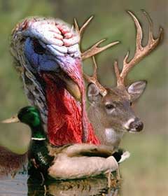 Wildlife Seeds test- Turkey, Deer